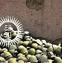 爱游戏亚洲官网-阿富汗队牢牢守住主场优势，期望意外之喜的简单介绍